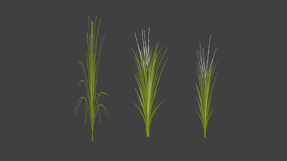 Rice Crop preview image 2